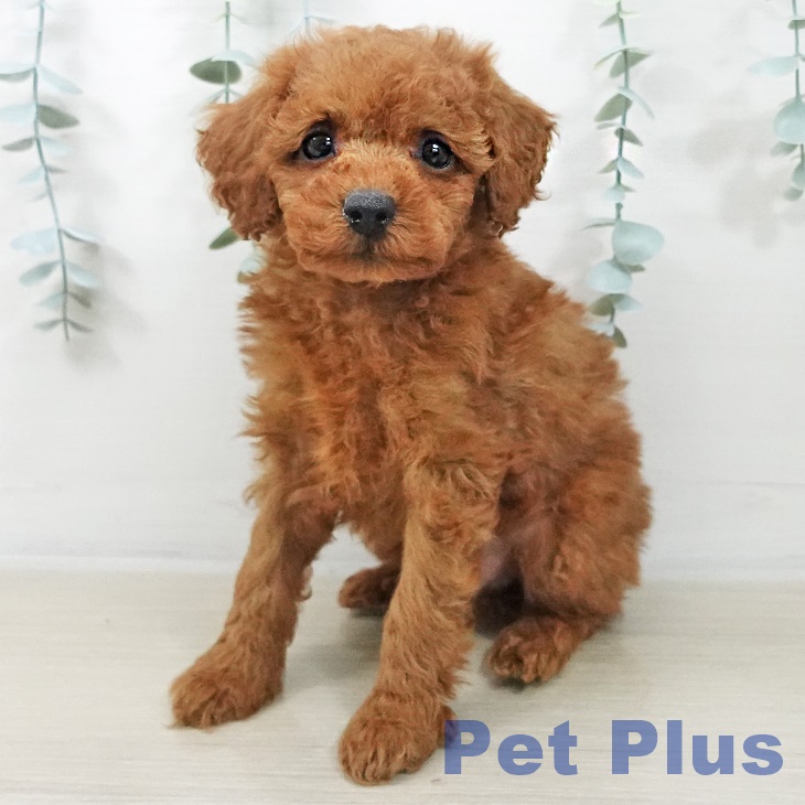 トイ・プードルの写真2