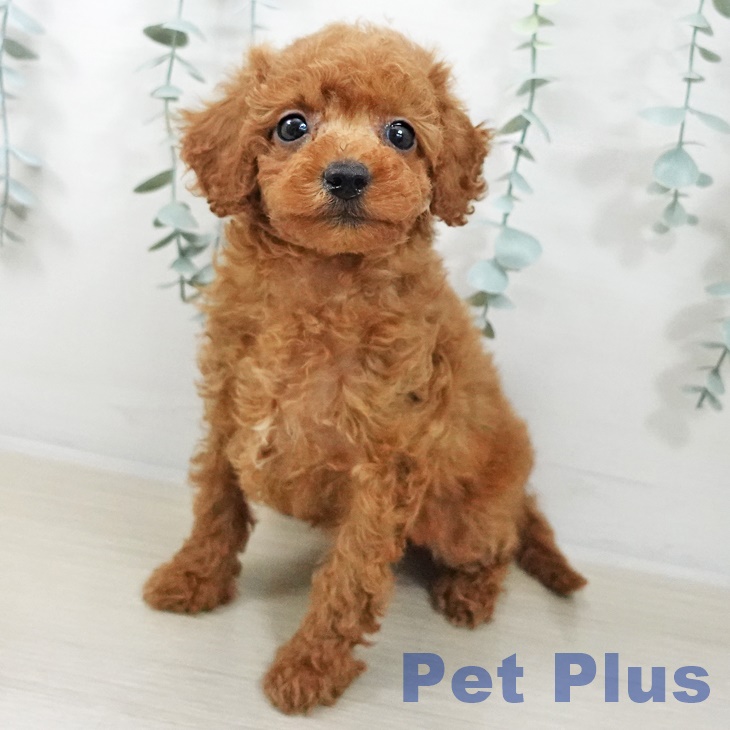 トイ・プードル