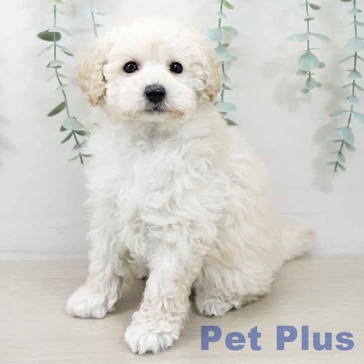 トイ・プードル