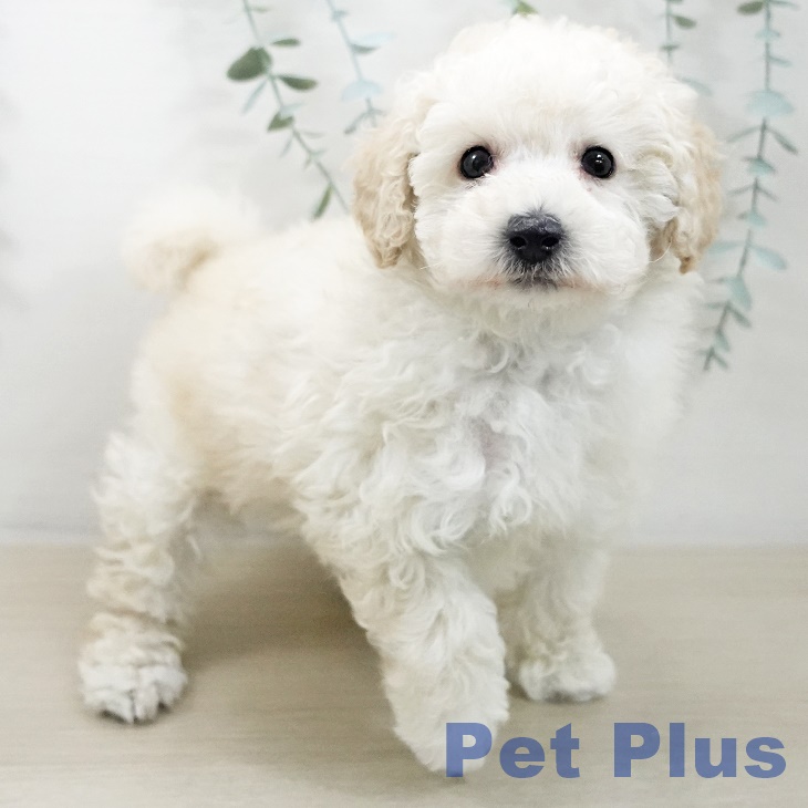 トイ・プードルの写真2