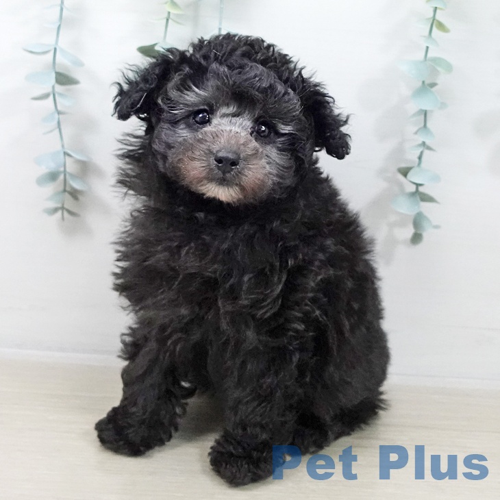 トイ・プードル