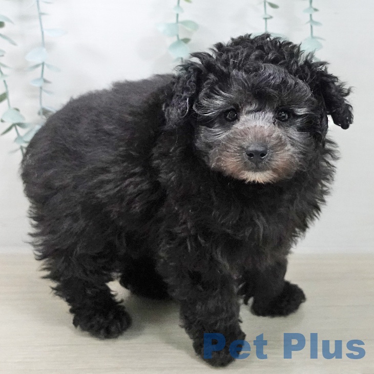 トイ・プードル