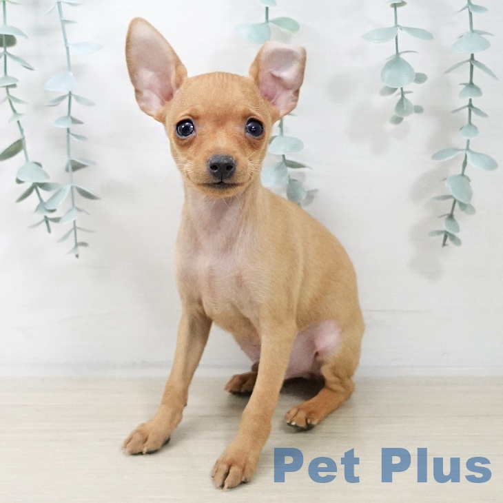 ミニチュア・ピンシャー