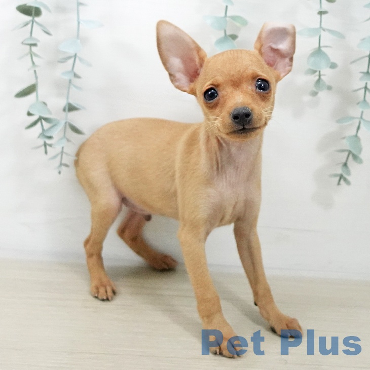 ミニチュア・ピンシャーの写真2