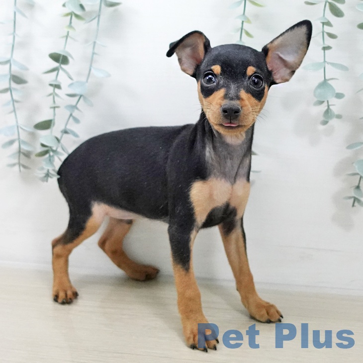 ミニチュア・ピンシャー