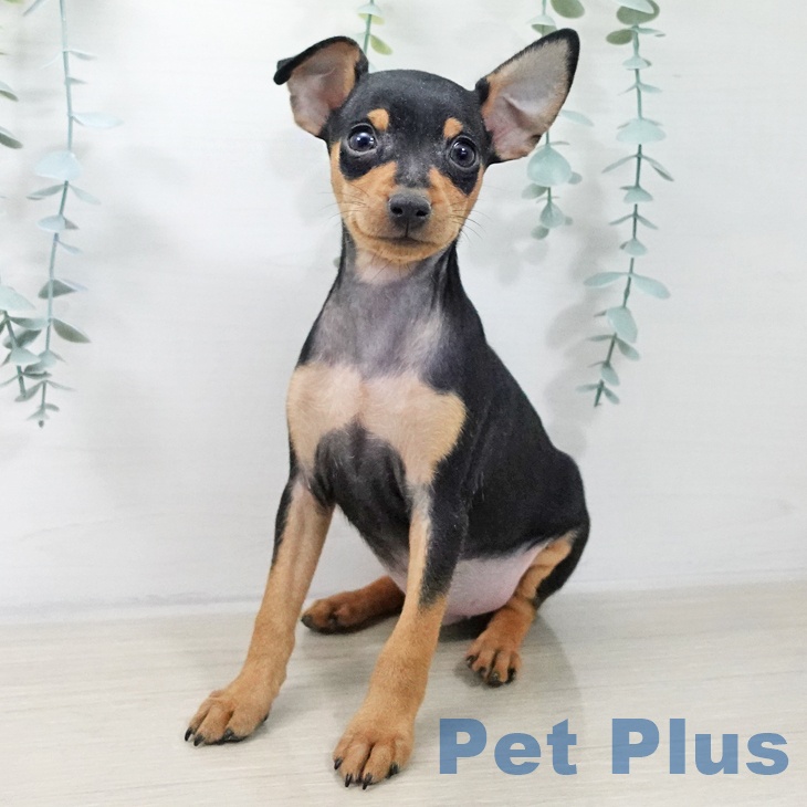 ミニチュア・ピンシャー