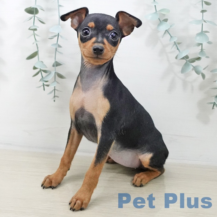 ミニチュア・ピンシャー