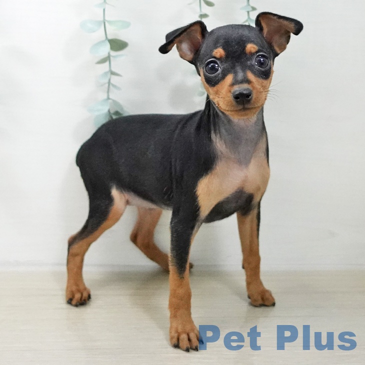 ミニチュア・ピンシャー