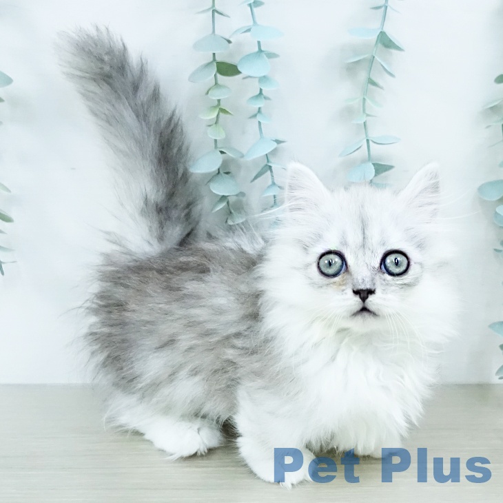 埼玉県のミヌエット (ペッツワン 吉川美南店/2025年10月1日生まれ/女の子/シェーデットシルバー)の子猫の1枚目の画像