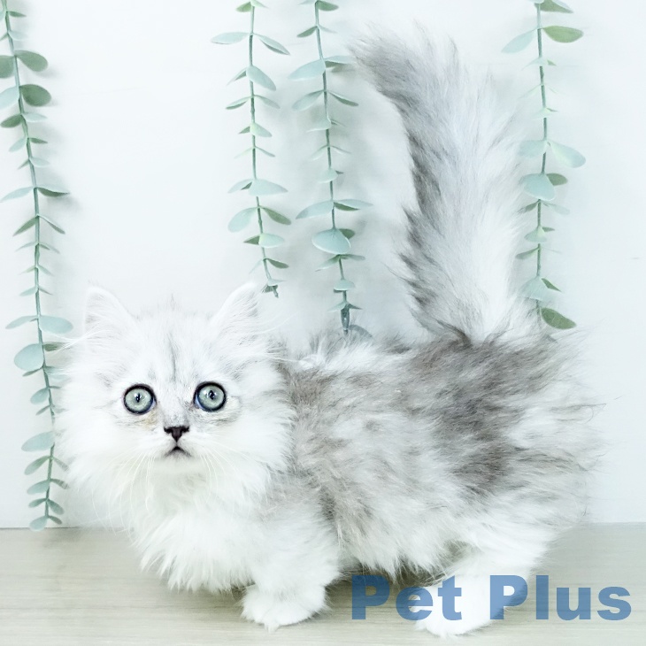 埼玉県のミヌエット (ペッツワン 吉川美南店/2025年10月1日生まれ/女の子/シェーデットシルバー)の子猫の2枚目の画像