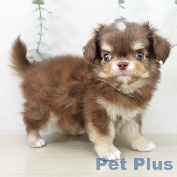 埼玉県のチワワ(ロング) (ペッツワン 吉川美南店/2025年10月3日生まれ/男の子/チョコレートタンホワイト)の子犬の1枚目の画像