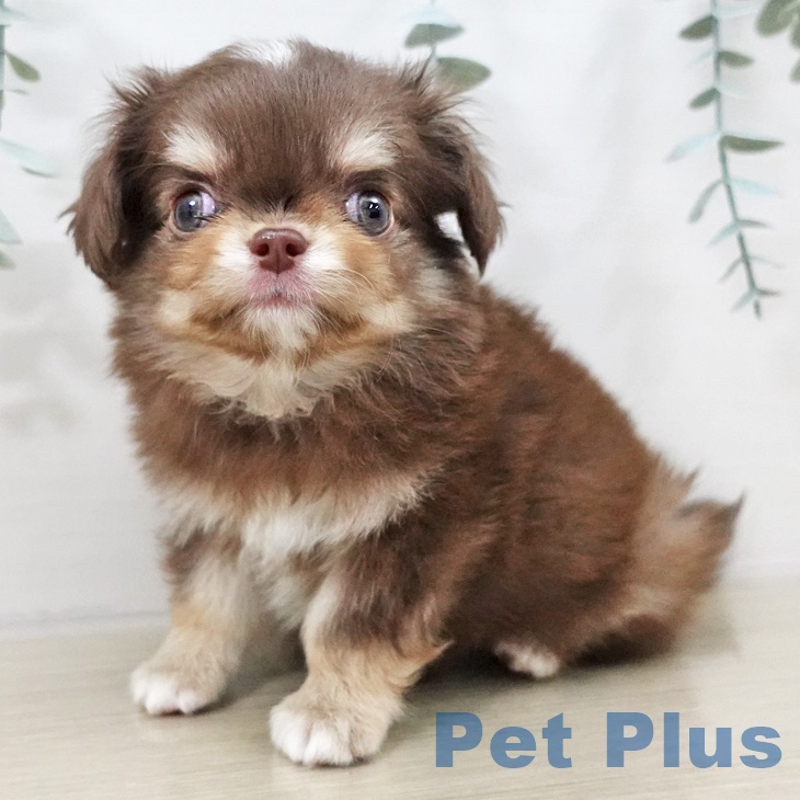 埼玉県のチワワ(ロング) (ペッツワン 吉川美南店/2025年10月3日生まれ/男の子/チョコレートタンホワイト)の子犬の2枚目の画像