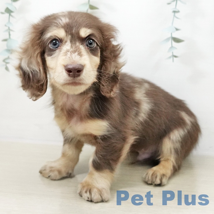 東京都のミニチュアダックスフンド(ロング) (ペットプラス 東久留米店/2025年10月6日生まれ/男の子/チョコレートダップル)の子犬の1枚目の画像