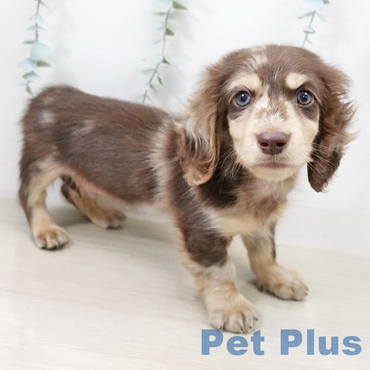 東京都のミニチュアダックスフンド(ロング) (ペットプラス 東久留米店/2025年10月6日生まれ/男の子/チョコレートダップル)の子犬の2枚目の画像