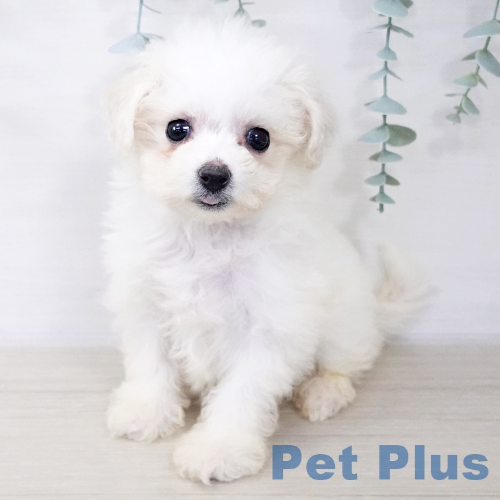 ビション・フリーゼ