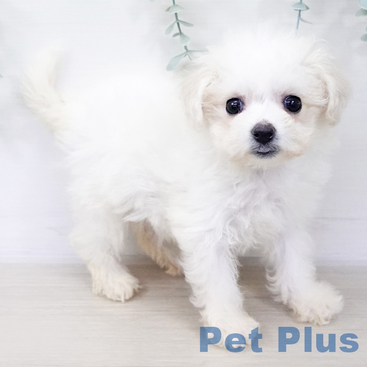 ビション・フリーゼの写真2