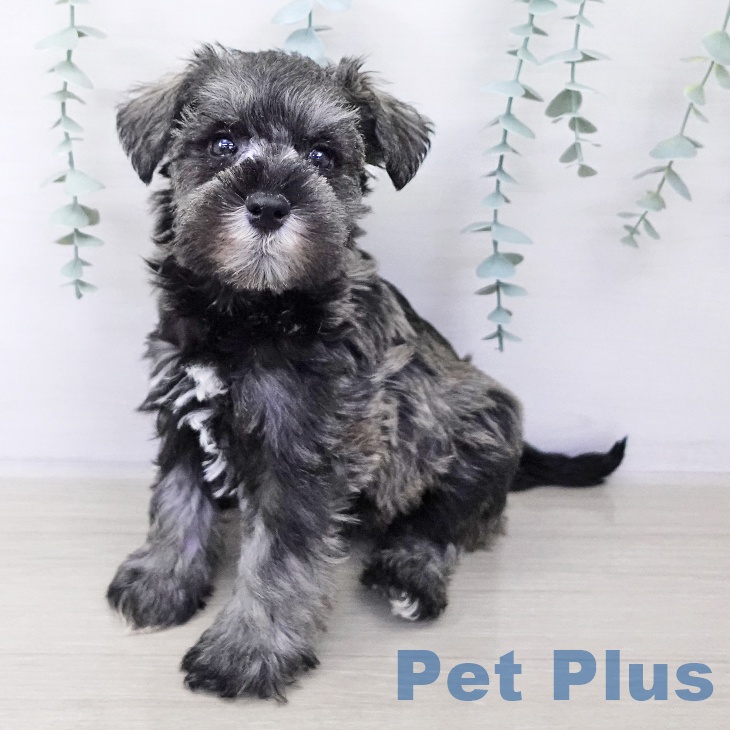 埼玉県のミニチュアシュナウザー (ペッツワン 吉川美南店/2025年10月8日生まれ/男の子/ソルトペッパー)の子犬の1枚目の画像