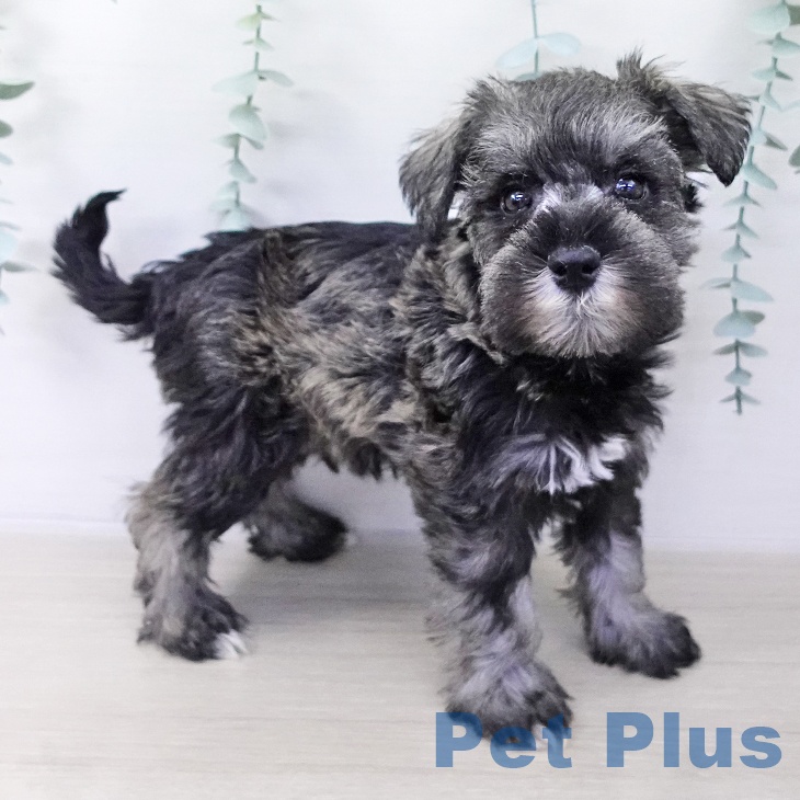 埼玉県のミニチュアシュナウザー (ペッツワン 吉川美南店/2025年10月8日生まれ/男の子/ソルトペッパー)の子犬の2枚目の画像