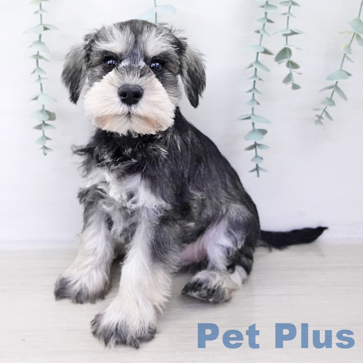 山梨県のミニチュアシュナウザー (ペットプラス 甲府国母店/2025年10月8日生まれ/男の子/ソルトペッパー)の子犬