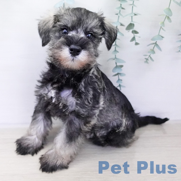 ミニチュア・シュナウザー