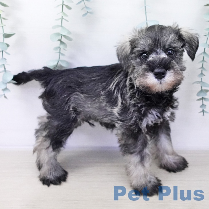 ミニチュア・シュナウザー