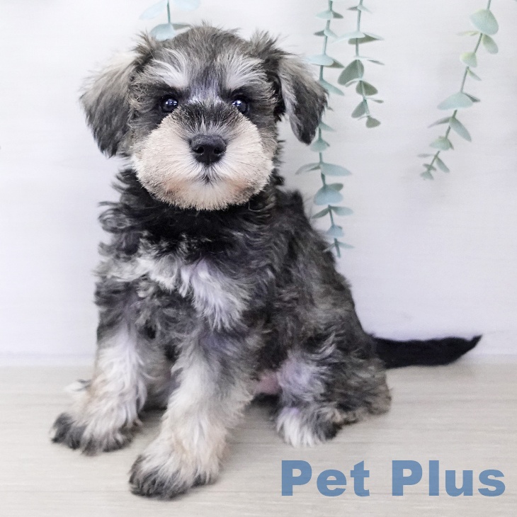 神奈川県のミニチュアシュナウザー (ペットプラス 座間店/2025年10月8日生まれ/女の子/ソルトペッパー)の子犬の1枚目の画像