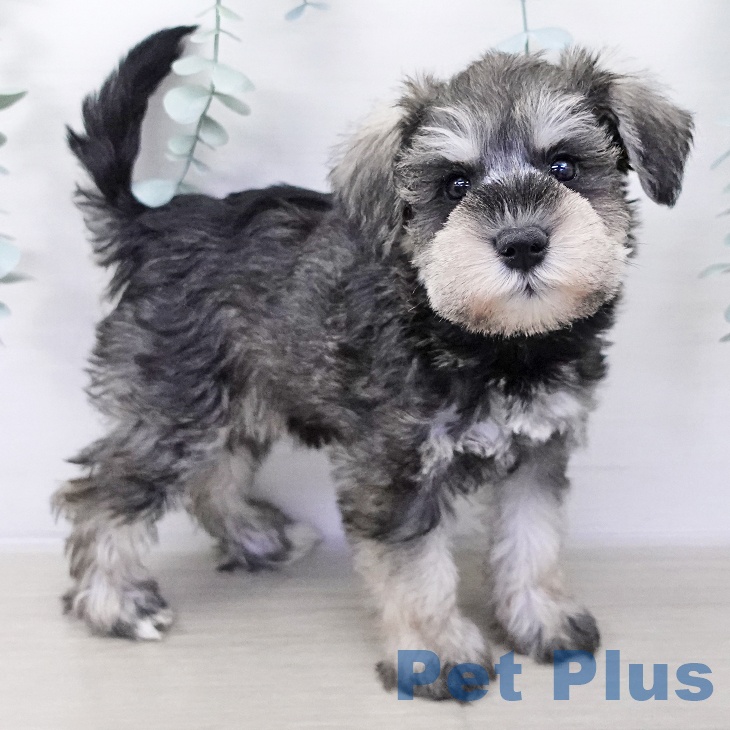 神奈川県のミニチュアシュナウザー (ペットプラス 座間店/2025年10月8日生まれ/女の子/ソルトペッパー)の子犬の2枚目の画像