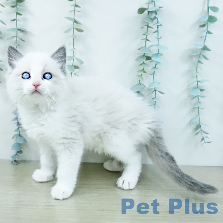 埼玉県のラグドール (ペッツワン 吉川美南店/2025年10月8日生まれ/男の子/ブルーポイントバイカラー)の子猫の1枚目の画像