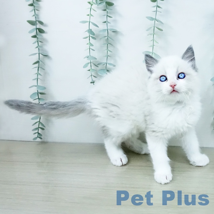 埼玉県のラグドール (ペッツワン 吉川美南店/2025年10月8日生まれ/男の子/ブルーポイントバイカラー)の子猫の2枚目の画像