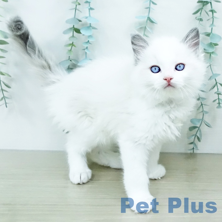 千葉県のラグドール (ペットプラス 成田店/2025年10月8日生まれ/男の子/ブルーポイントバイカラー)の子猫の1枚目の画像