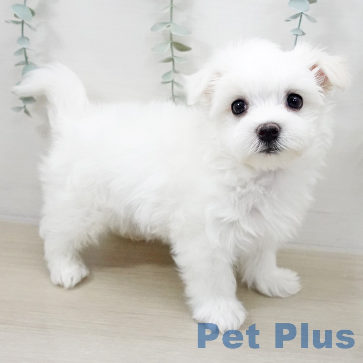 東京都のマルチーズ (ペッツワン 南砂町SUNAMO店/2025年10月8日生まれ/男の子/ホワイト)の子犬の1枚目の画像