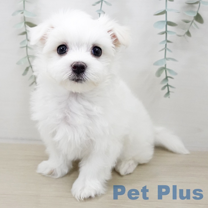 東京都のマルチーズ (ペッツワン 南砂町SUNAMO店/2025年10月8日生まれ/男の子/ホワイト)の子犬の2枚目の画像