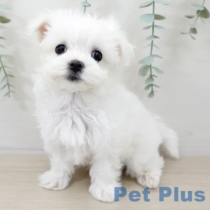 長野県のマルチーズ (ペットプラス 松本店/2025年10月8日生まれ/男の子/ホワイト)の子犬の1枚目の画像