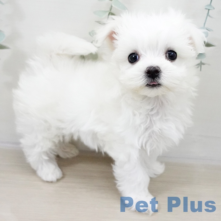 長野県のマルチーズ (ペットプラス 松本店/2025年10月8日生まれ/男の子/ホワイト)の子犬の2枚目の画像