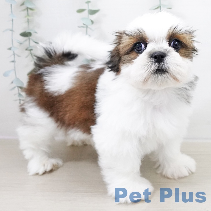 シー・ズーの写真2