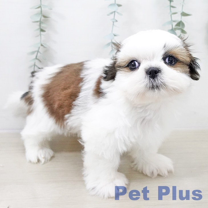 埼玉県のシーズー (ペットプラス 浦和美園店/2025年10月6日生まれ/男の子/ゴールドホワイト)の子犬の2枚目の画像