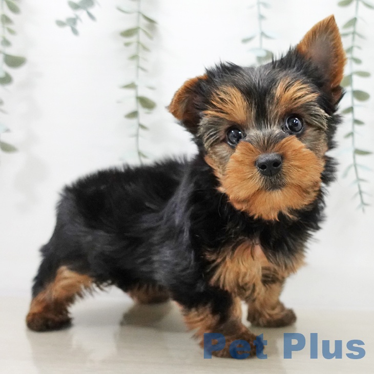 ヨークシャー・テリア