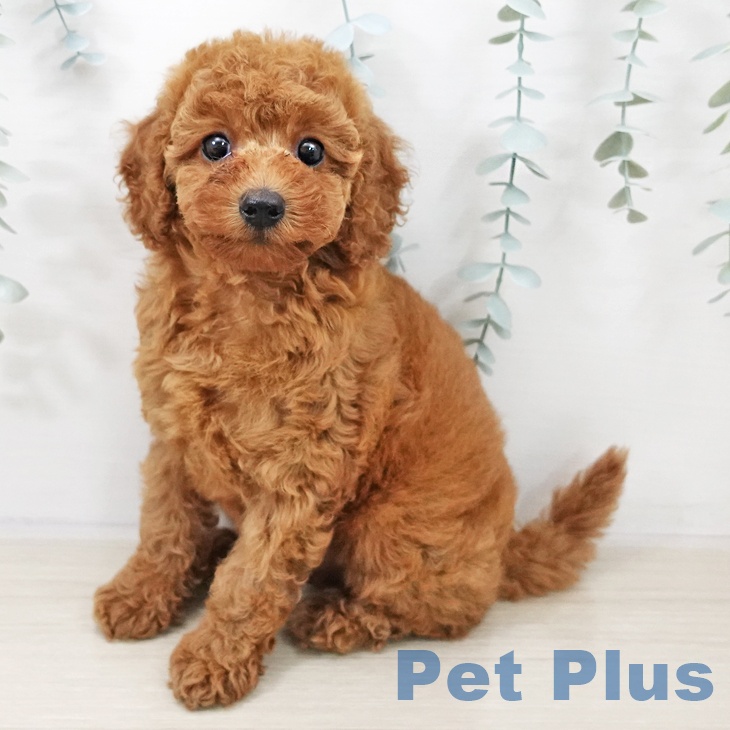 トイ・プードル