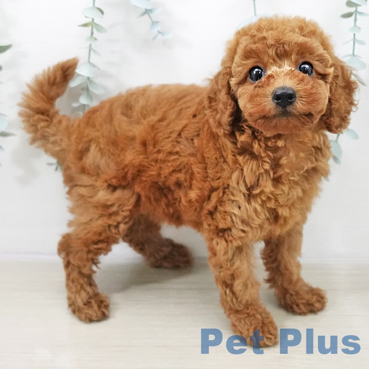 トイ・プードル