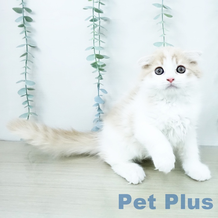 茨城県のスコティッシュフォールド (ペッツワン つくば店/2025年9月28日生まれ/男の子/クリームホワイト)の子猫の1枚目の画像