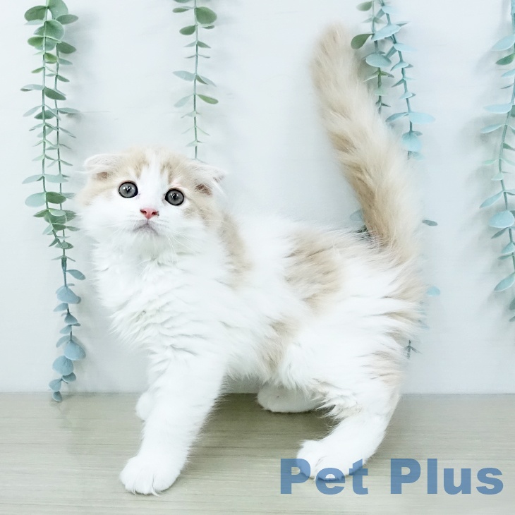 茨城県のスコティッシュフォールド (ペッツワン つくば店/2025年9月28日生まれ/男の子/クリームホワイト)の子猫の2枚目の画像