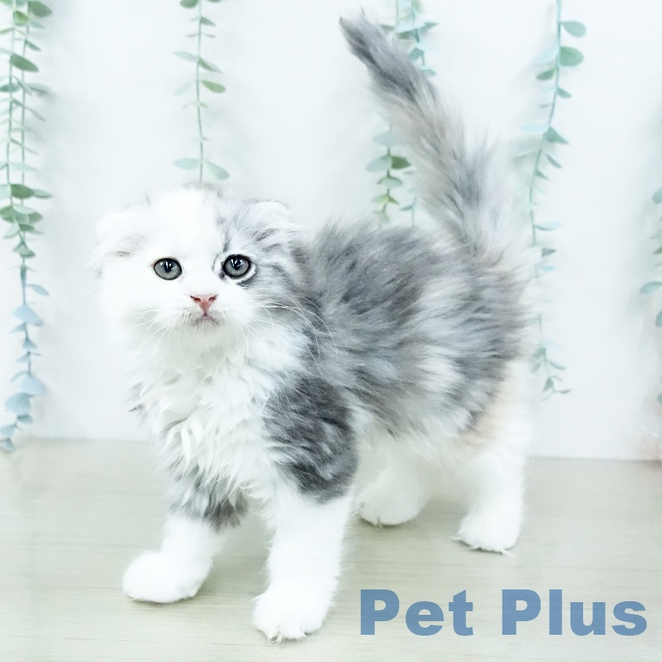 埼玉県のスコティッシュフォールド (ペッツワン 吉川美南店/2025年9月28日生まれ/女の子/ダイリュートキャリコ)の子猫の1枚目の画像