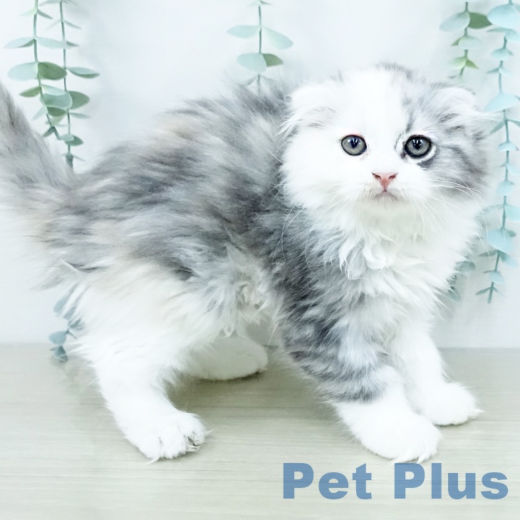 埼玉県のスコティッシュフォールド (ペッツワン 吉川美南店/2025年9月28日生まれ/女の子/ダイリュートキャリコ)の子猫の2枚目の画像