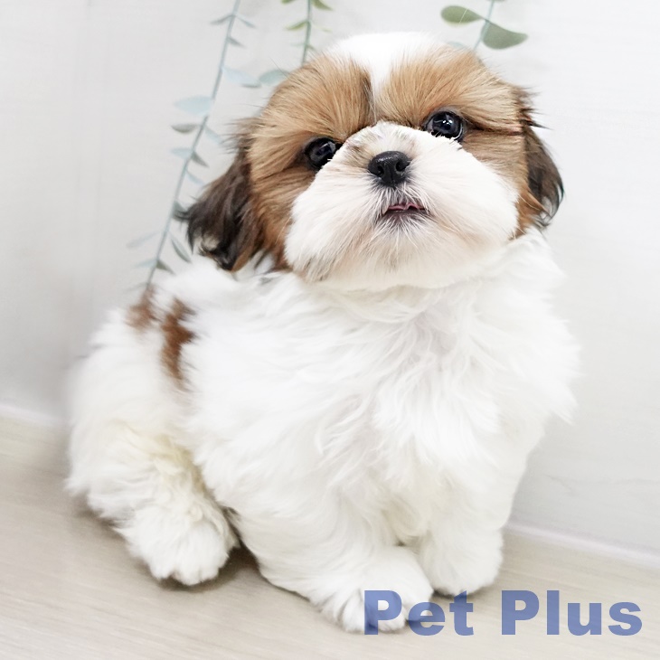 埼玉県のシーズー (ペットプラス 所沢店/2025年10月7日生まれ/男の子/ゴールドホワイト)の子犬の1枚目の画像