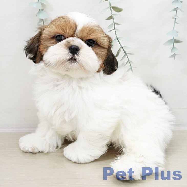 埼玉県のシーズー (ペットプラス 所沢店/2025年10月7日生まれ/男の子/ゴールドホワイト)の子犬の2枚目の画像