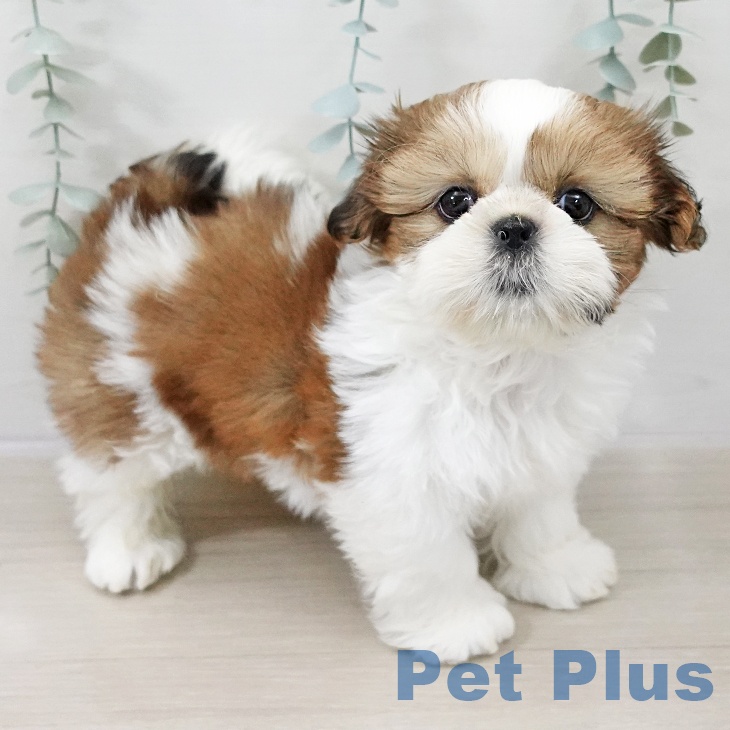 千葉県のシーズー (ペットプラス 船橋店/2025年10月8日生まれ/女の子/ゴールドホワイト)の子犬の1枚目の画像