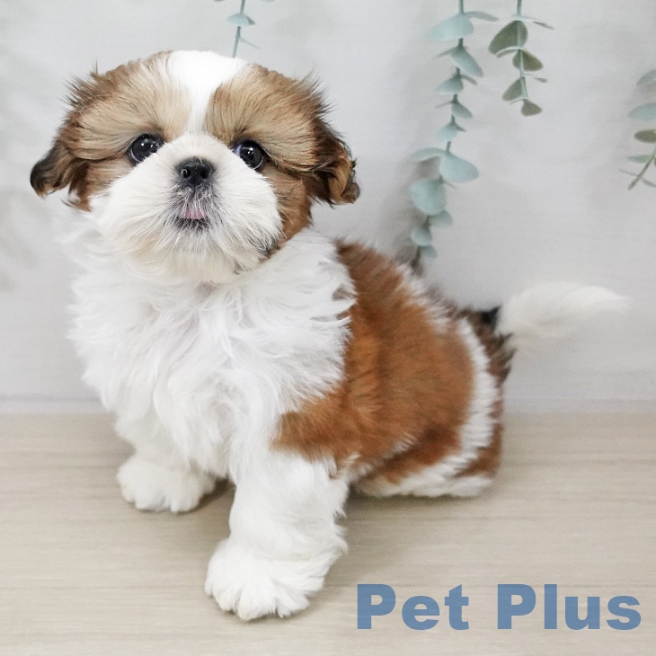 千葉県のシーズー (ペットプラス 船橋店/2025年10月8日生まれ/女の子/ゴールドホワイト)の子犬の2枚目の画像