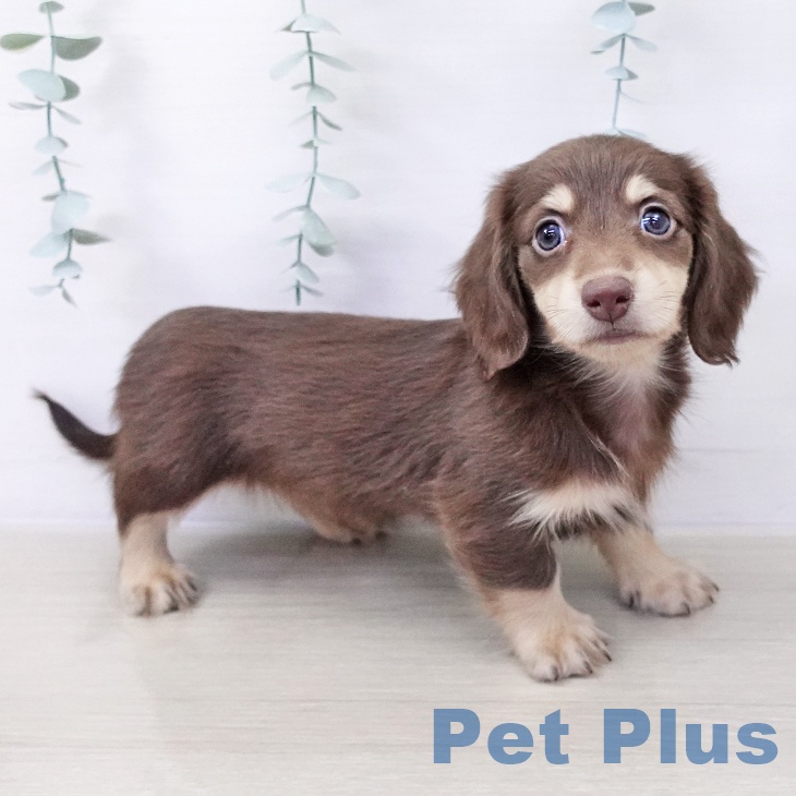 東京都のミニチュアダックスフンド(ロング) (ペットプラス むさし村山店/2025年10月3日生まれ/男の子/チョコレートイエロー)の子犬の1枚目の画像