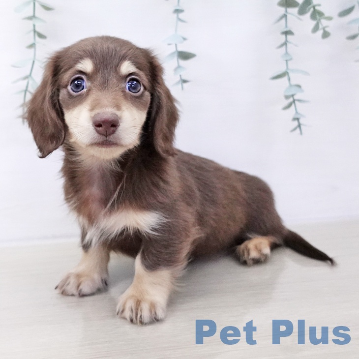 東京都のミニチュアダックスフンド(ロング) (ペットプラス むさし村山店/2025年10月3日生まれ/男の子/チョコレートイエロー)の子犬の2枚目の画像