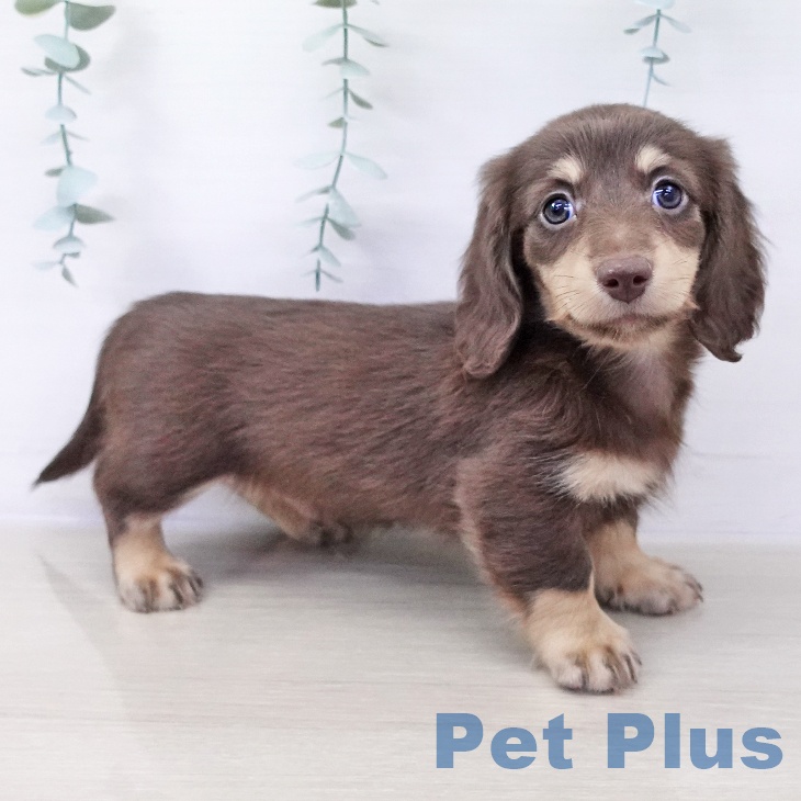 山梨県のミニチュアダックスフンド(ロング) (ペットプラス 甲府昭和店/2025年10月3日生まれ/男の子/チョコレートイエロー)の子犬の1枚目の画像